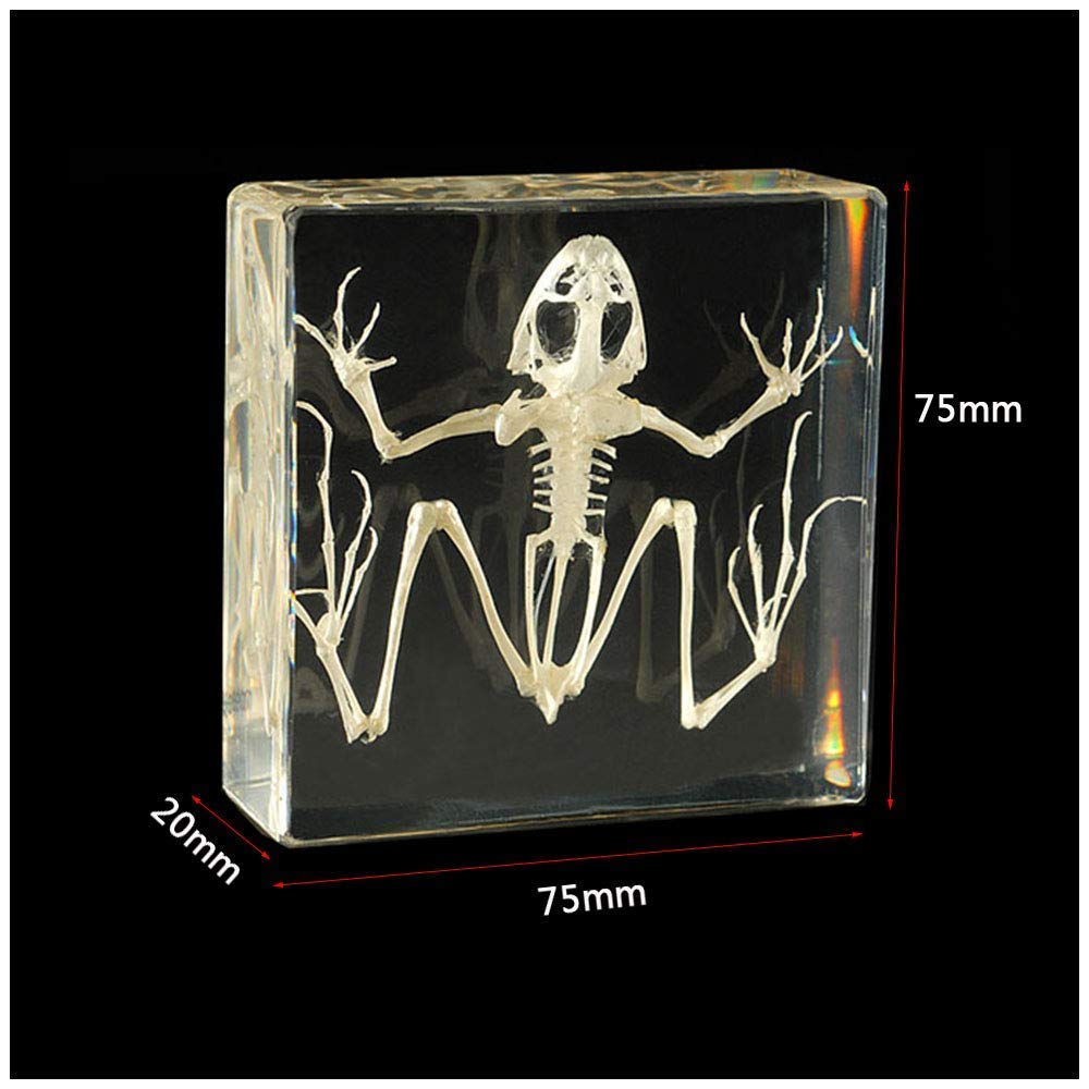 Amazon.co.jp: 本物のカエルの骨格標本-カエルの骨格自然骨モデル-透明
